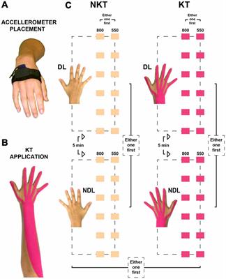 When Non-Dominant Is Better than Dominant: Kinesiotape Modulates Asymmetries in Timed Performance during a Synchronization-Continuation Task